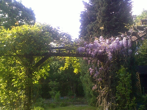 Rose und Fuji