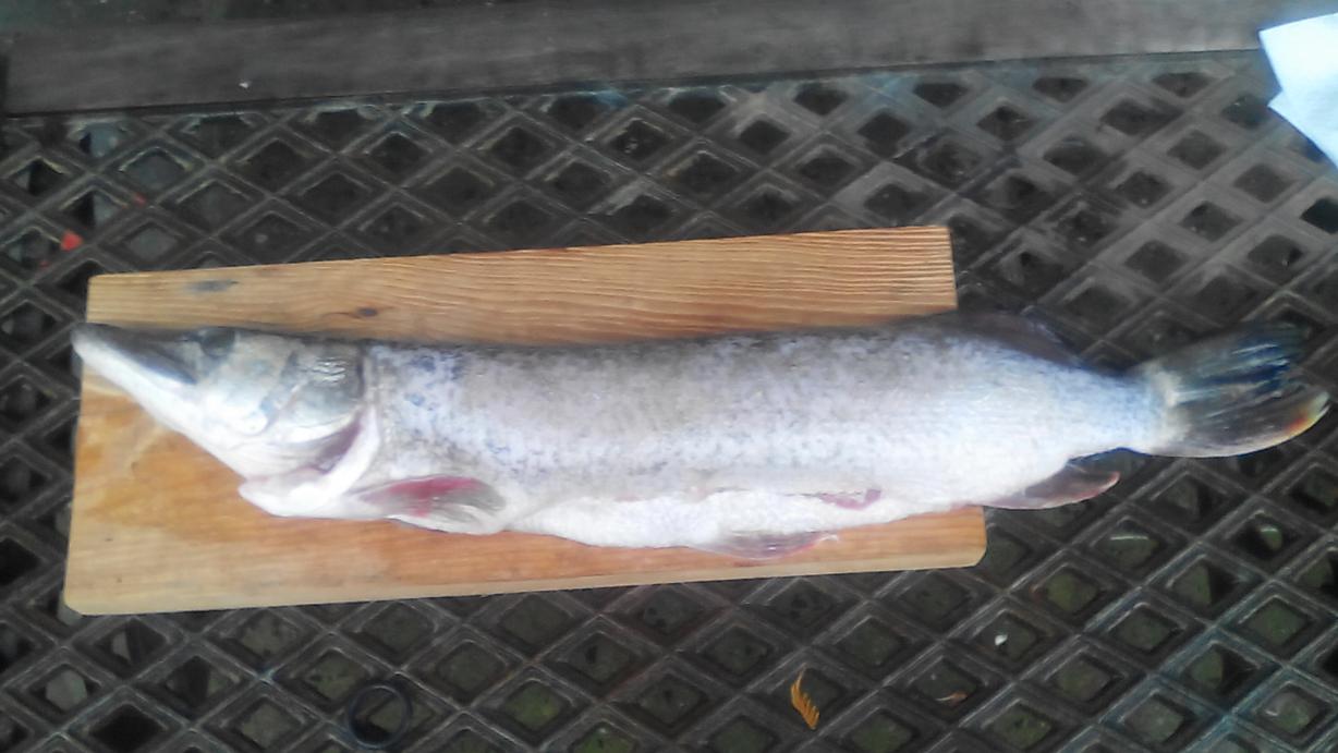 Mein erster Hecht, 60cm