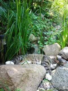 Neko stoned