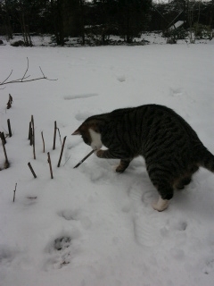 Nekos erster Schnee